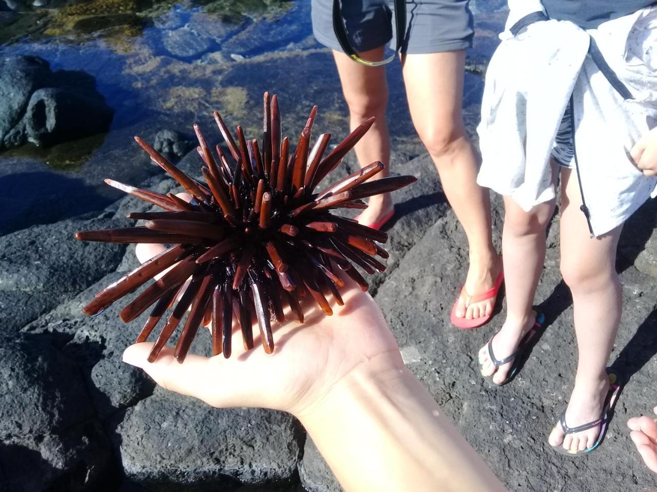 شقة Corail Azur Terre Sainte المظهر الخارجي الصورة
